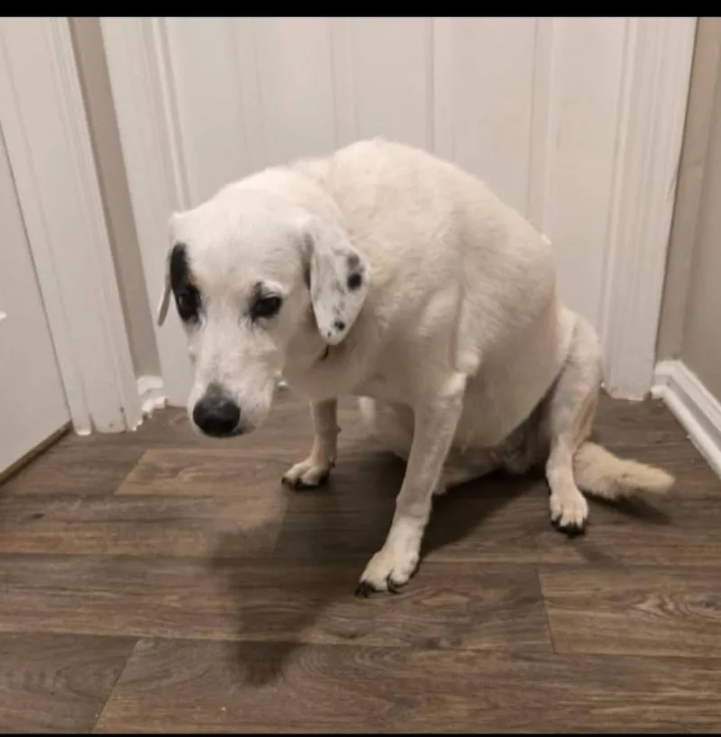 An adult large-sized female Labrador Retriever dog named Samantha for adoption in Townville, SC