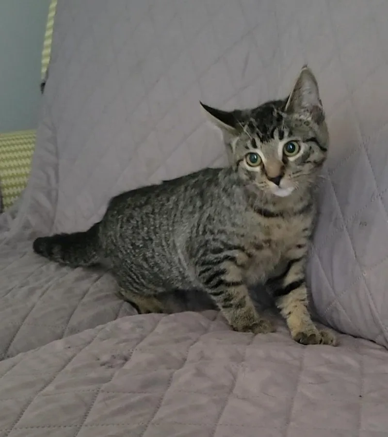 A baby medium-sized female Domestic Short Hair cat named Athena for adoption in Sandusky, OH
