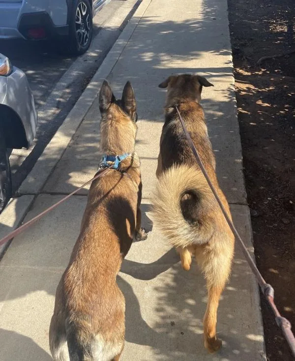 A young large-sized female German Shepherd Dog dog named Piglet for adoption in San Diego, CA