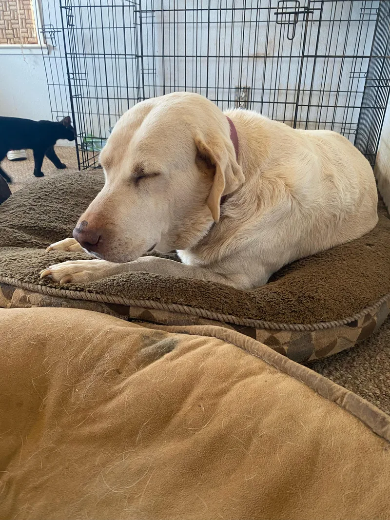 A senior large-sized female Yellow / Tan / Blond / Fawn Yellow Labrador Retriever dog named Kat for adoption in Sonora, CA