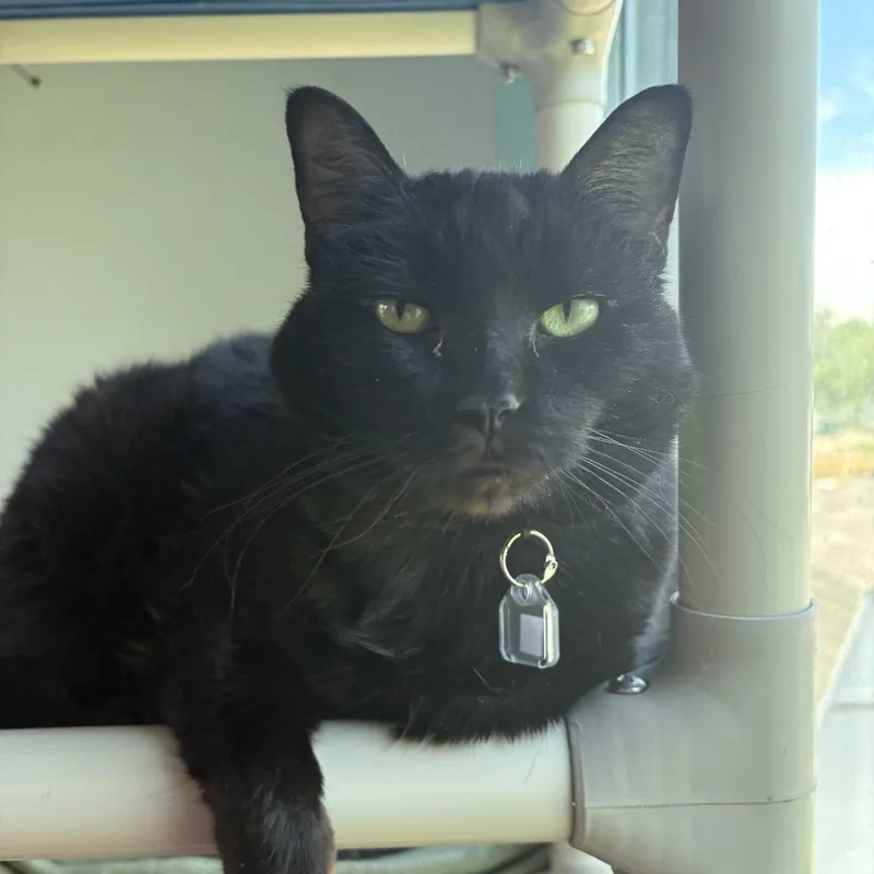 Luna The Great thumbnail 4