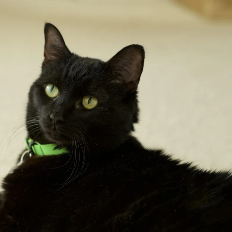 Luna The Great thumbnail 5