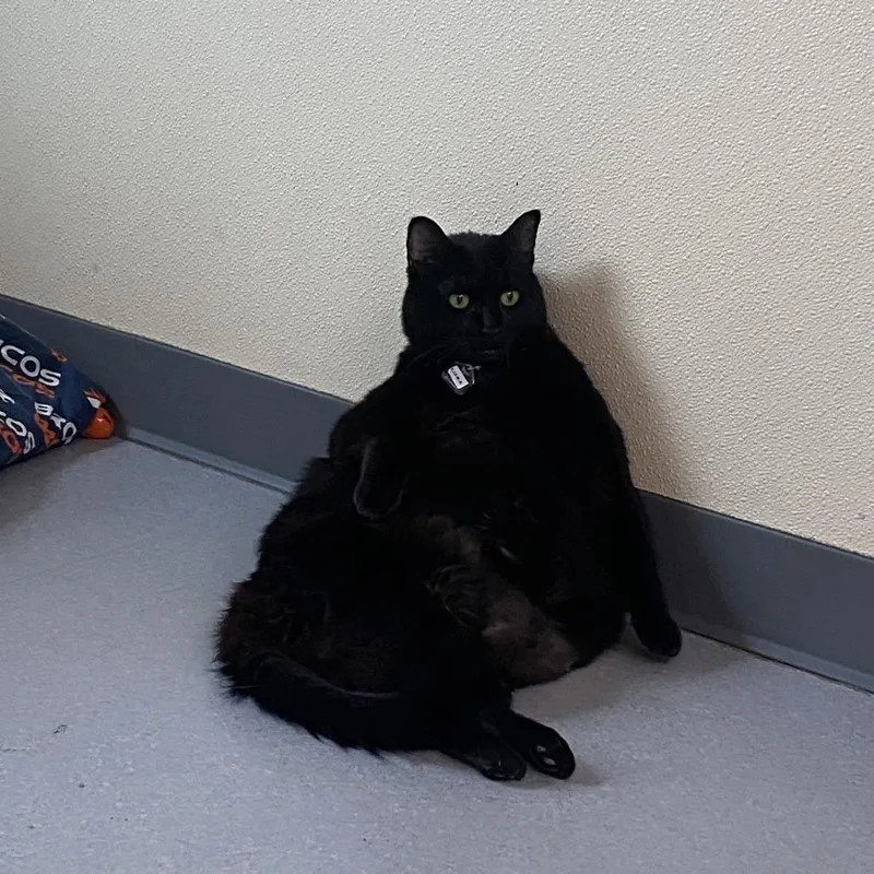 Luna The Great thumbnail 6