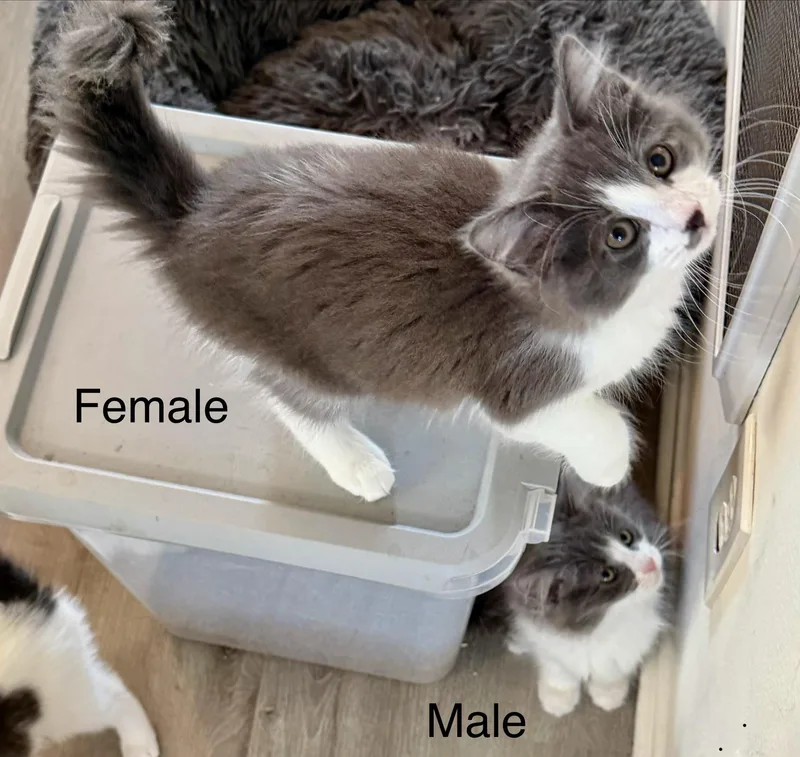 Jack & Jill thumbnail 3