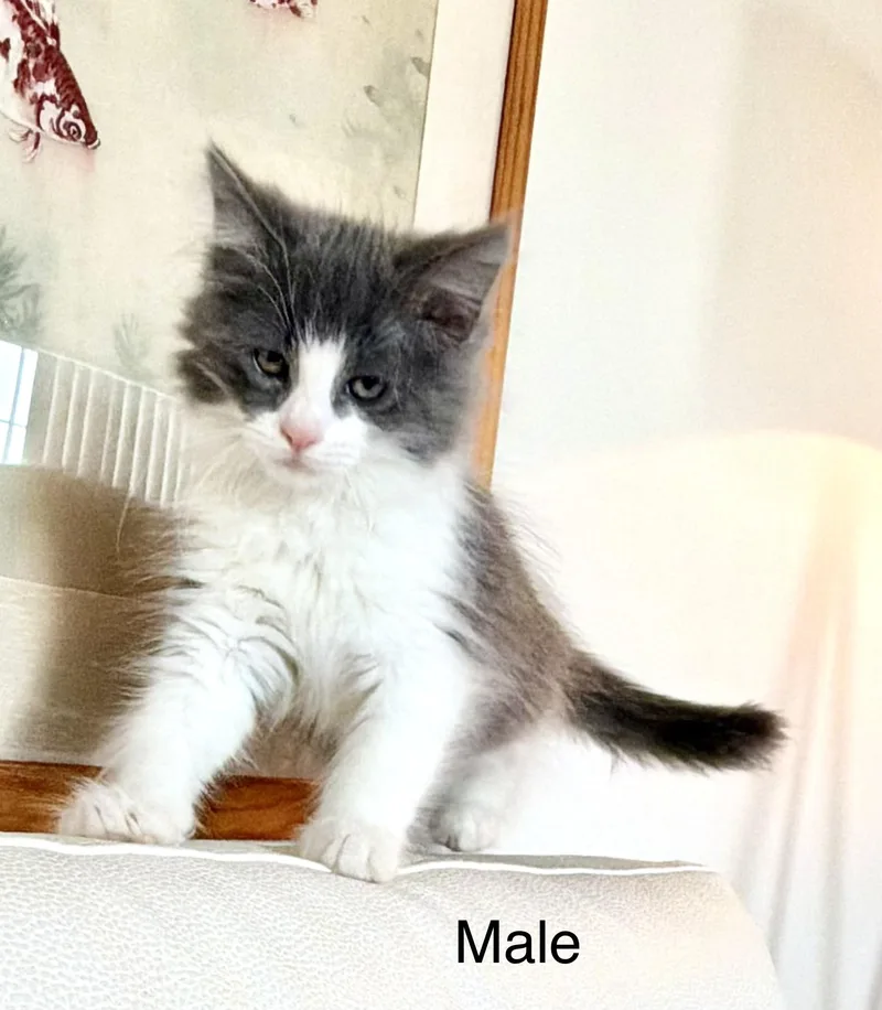 Jack & Jill thumbnail 4