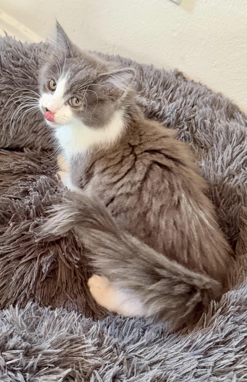 A baby small-sized male Ragdoll cat named Jack & Jill for adoption in Los Angeles, CA