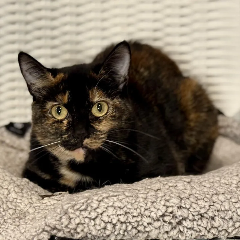 An adult small-sized female Tortoiseshell Domestic Short Hair cat named Delilah for adoption in Los Angeles, CA