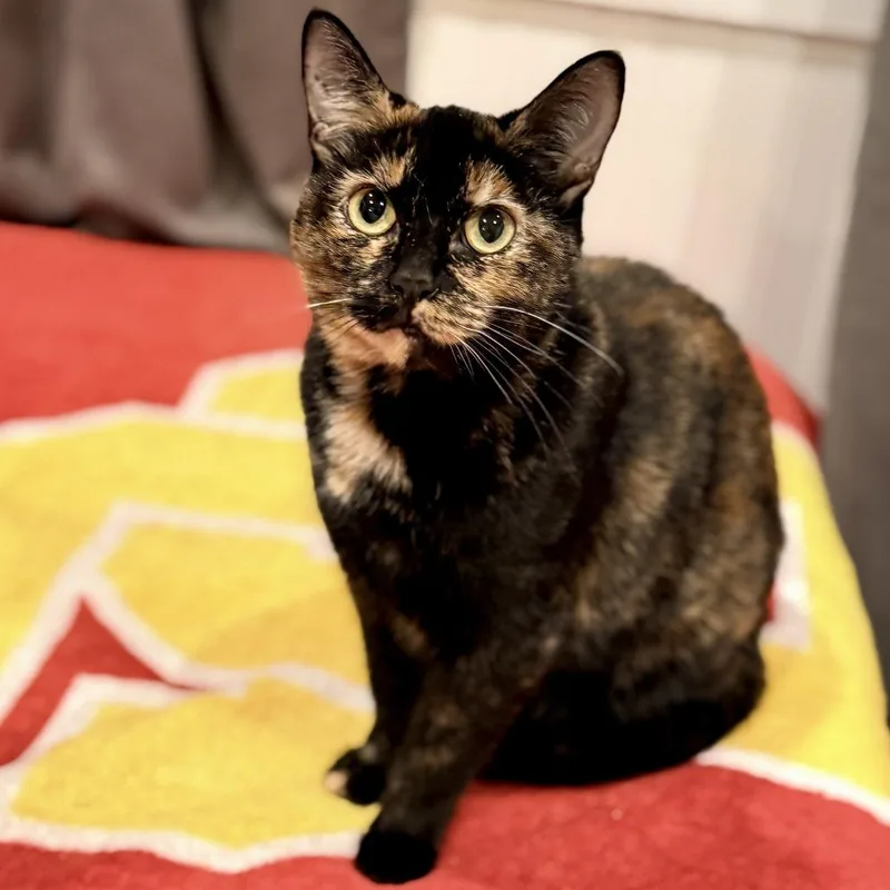 Delilah thumbnail 3