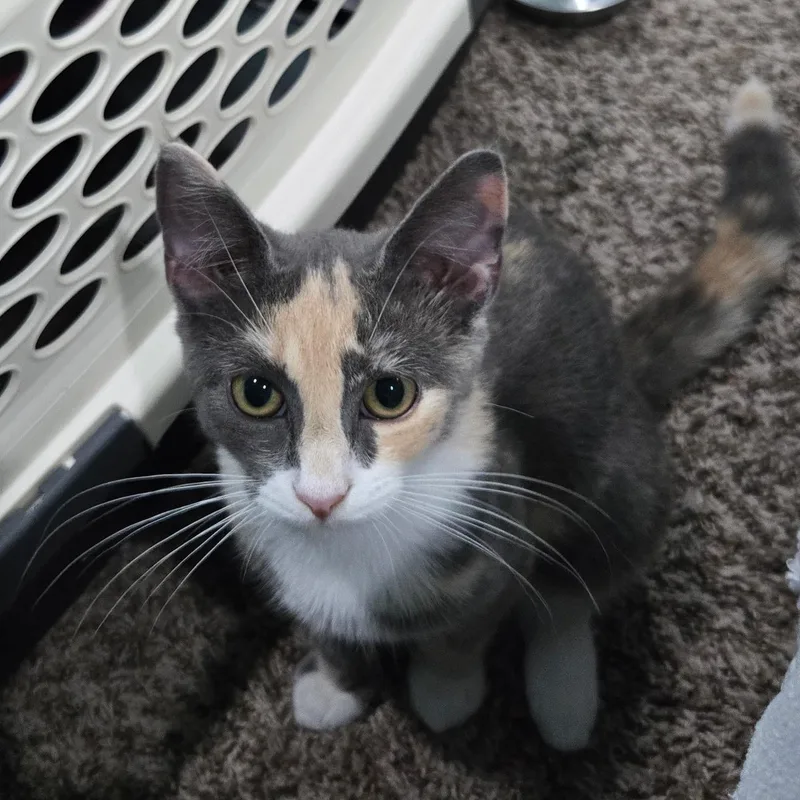 A baby small-sized female Dilute Calico Domestic Short Hair cat named Jigsaw Falling Into Place for adoption in Richmond, VA
