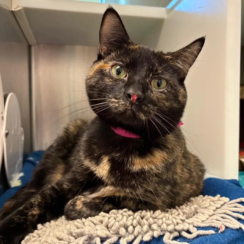 An adult large-sized female Black Domestic Medium Hair cat named Tia for adoption in Fairport, NY