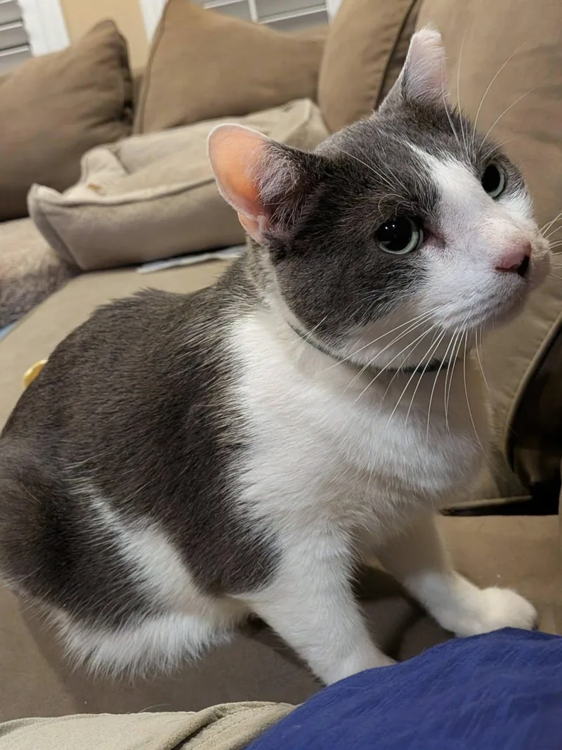 An adult medium-sized male Gray & White Domestic Short Hair cat named Diamond for adoption in Queen Creek, AZ