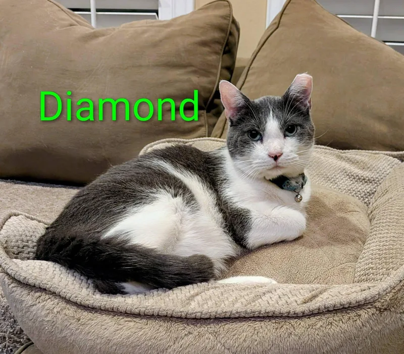 Diamond thumbnail 5