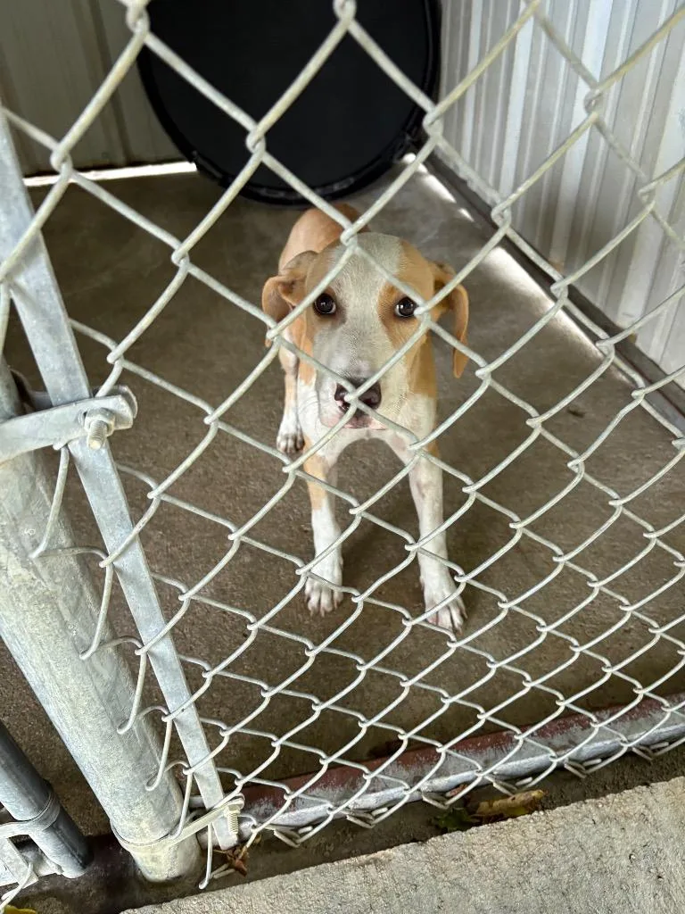 A baby medium-sized male Labrador Retriever dog named Billy for adoption in Ada, OK