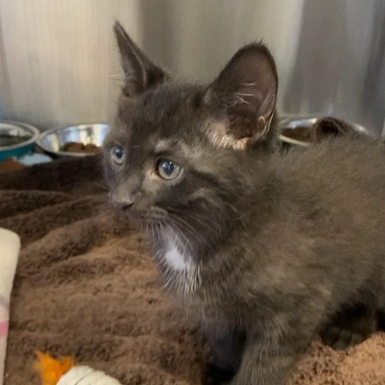 A baby small-sized male Black Domestic Short Hair cat named Marinara for adoption in Washington Township, OH