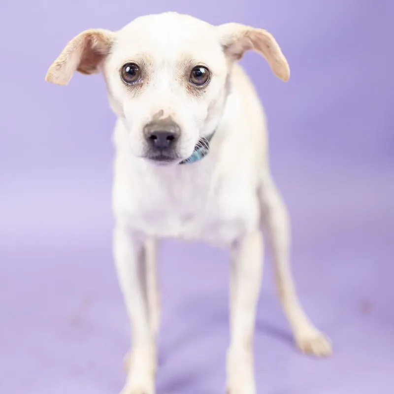 A senior small-sized male White / Cream Chihuahua dog named Blue for adoption in Portland, OR