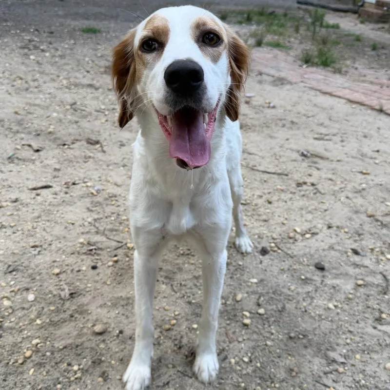 A young medium-sized female White / Cream English Setter dog named Mary Kate for adoption in Medford, NJ