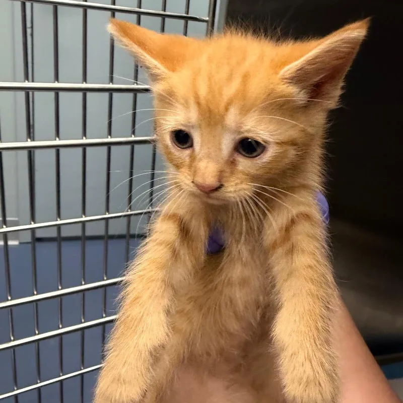 A baby small-sized female Domestic Short Hair cat named Numbers for adoption in Greensboro, NC