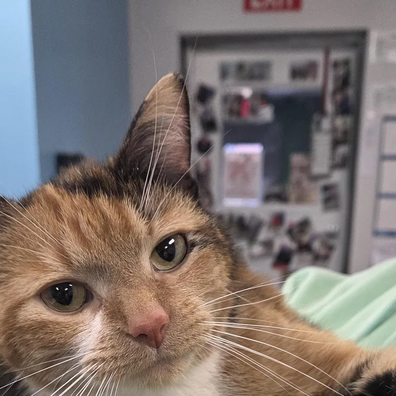 A young medium-sized female Calico Domestic Short Hair cat named Autumn for adoption in Hartville, OH