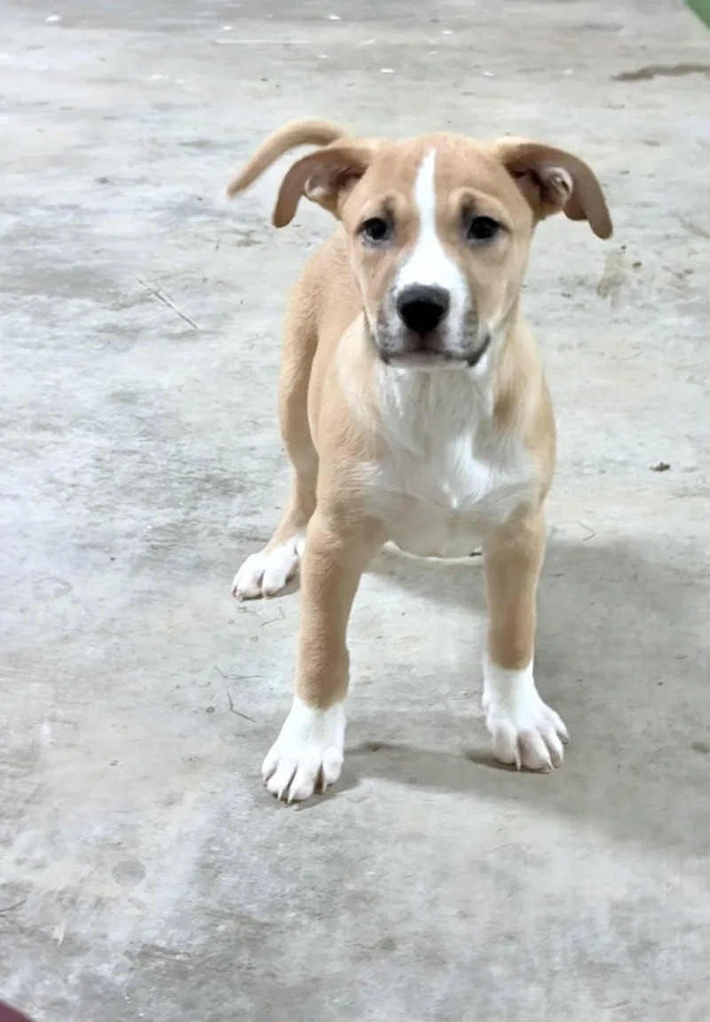 A young medium-sized female Yellow / Tan / Blond / Fawn Black Mouth Cur dog named Earth for adoption in Jacksonville, TX