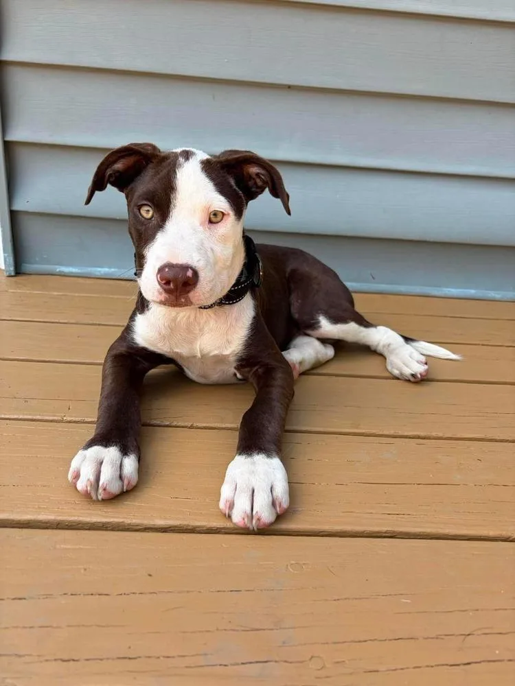 A baby medium-sized male Tricolor (Brown, Black, & White) Mixed Breed dog named Milkshake for adoption in Alden, NY