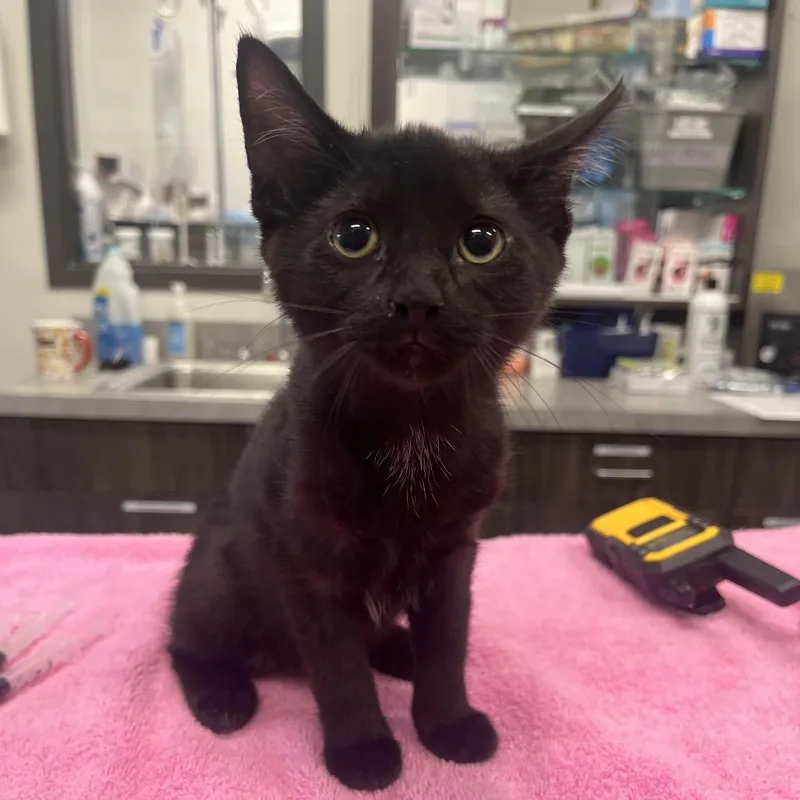 A baby small-sized female Domestic Short Hair cat named Boo for adoption in Hinsdale, IL