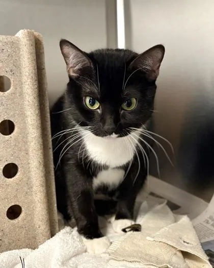 An adult small-sized female Domestic Short Hair cat named Tuxina for adoption in Fairfax, VA