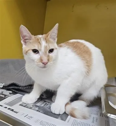 A young small-sized female Domestic Short Hair cat named Star for adoption in Los Angeles, CA