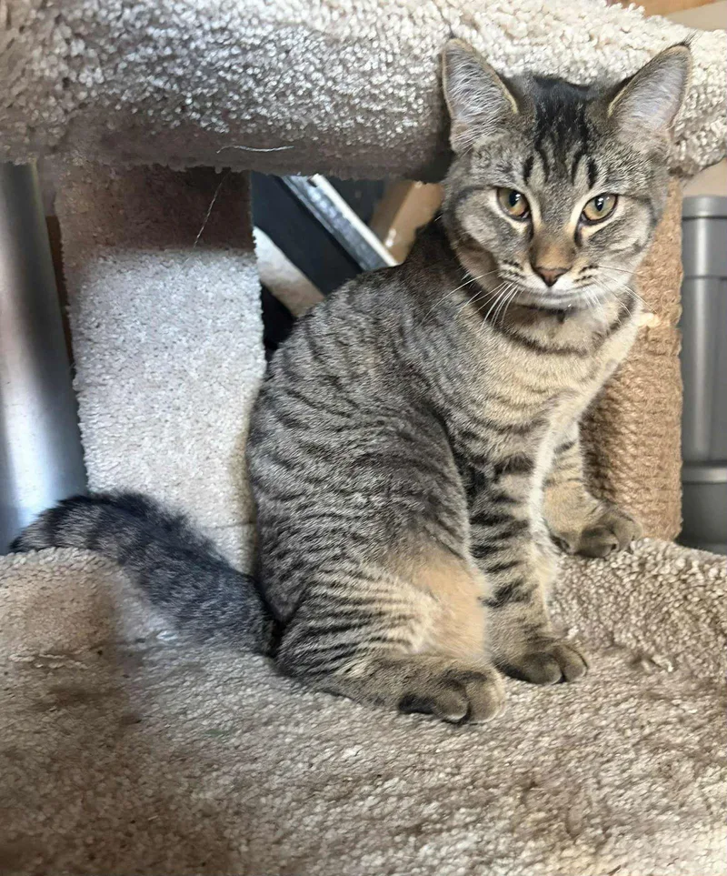 Kool Aid thumbnail 2