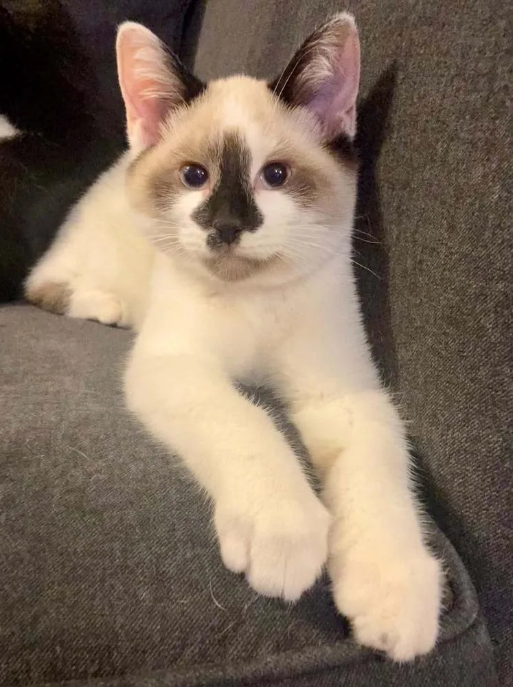 A baby small-sized female Domestic Short Hair cat named Twinkle for adoption in West Mifflin, PA