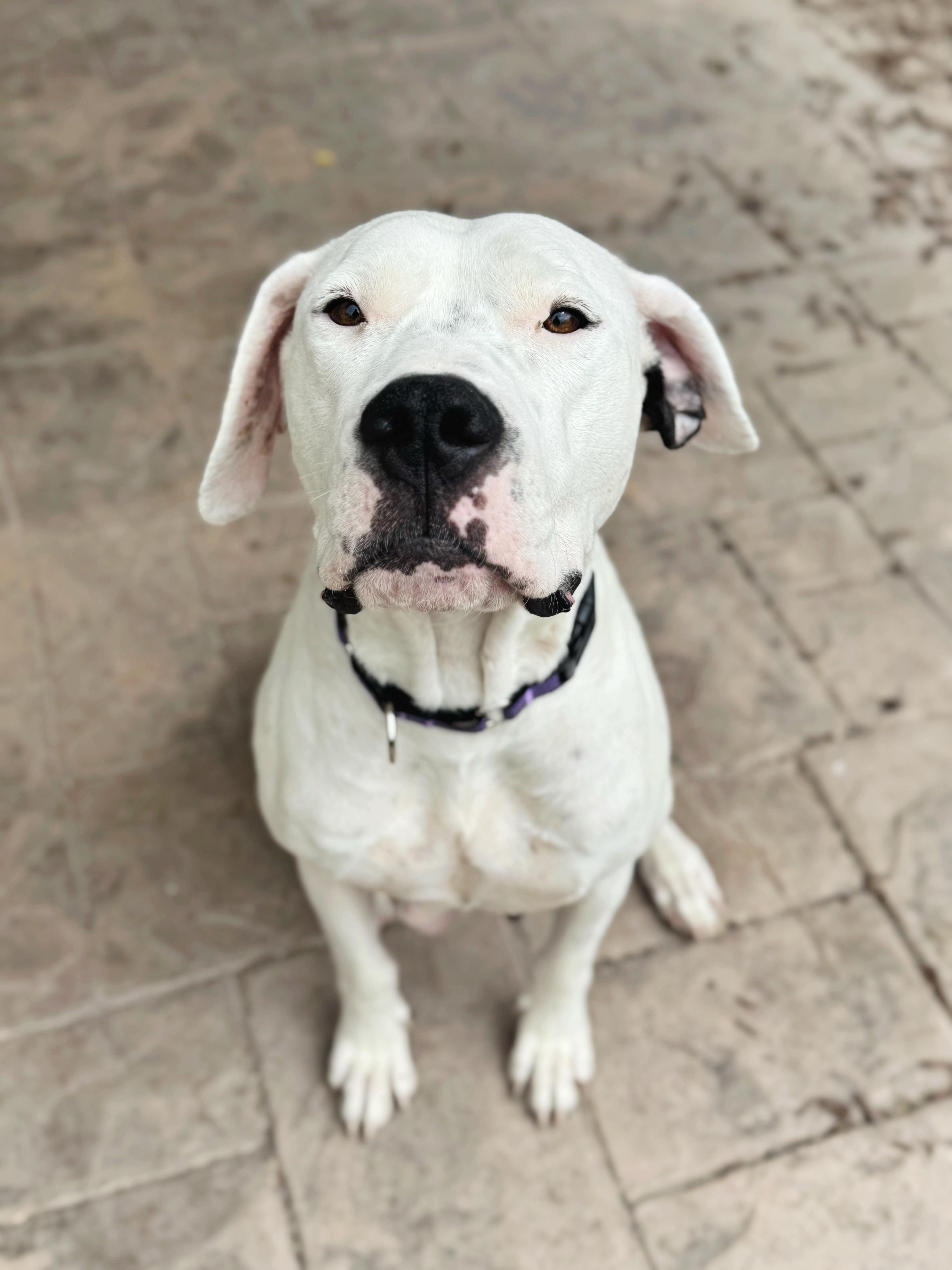 An adult large-sized female Dogo Argentino dog named Montana for adoption in salt lake city, UT