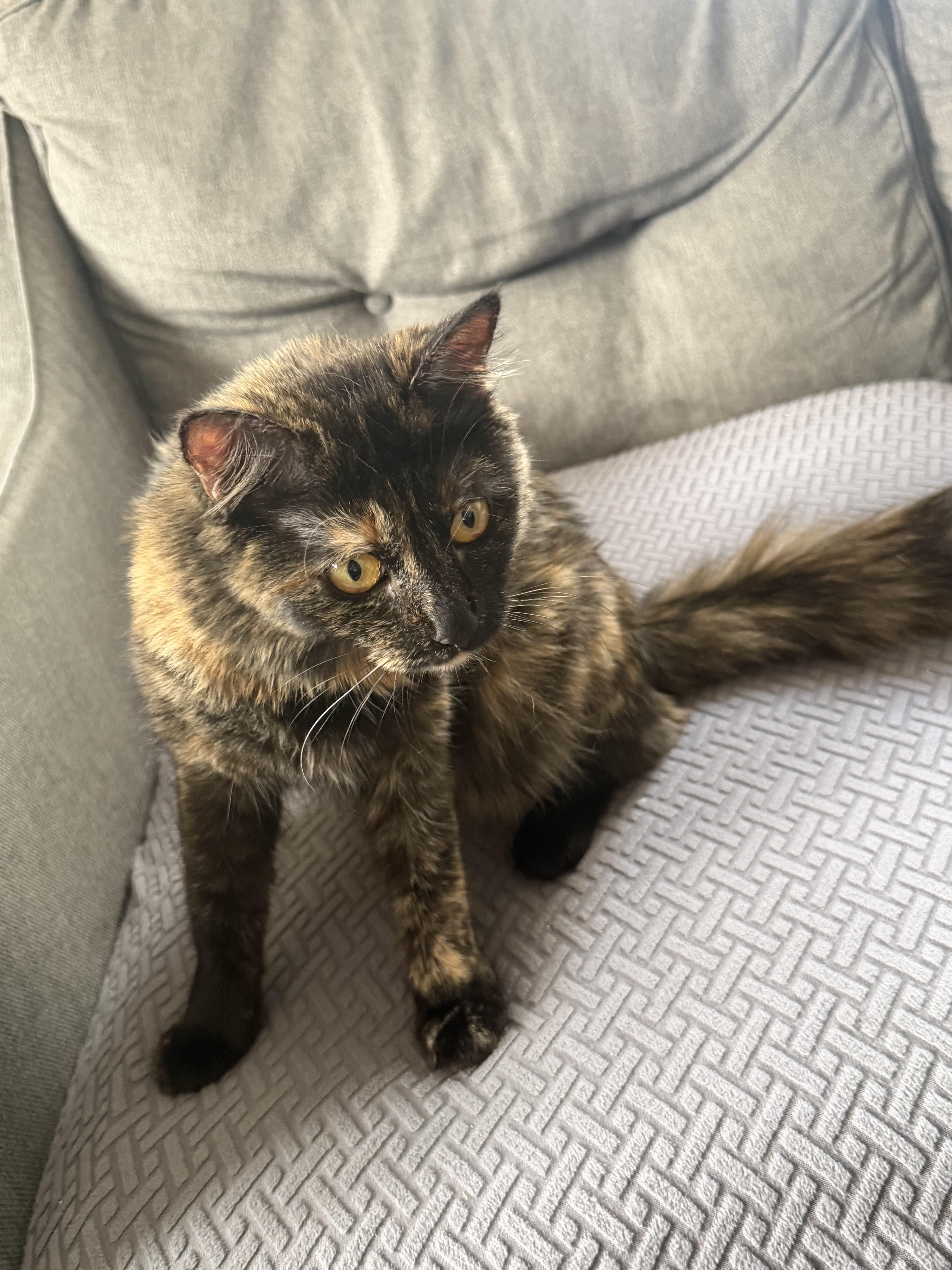 A young large-sized female Tortoiseshell cat named Grace for adoption in Moses Lake, WA