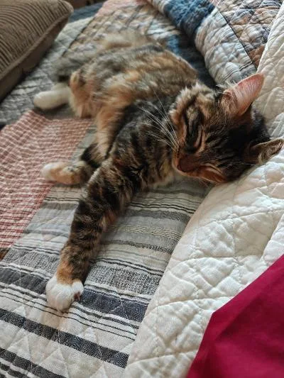 A young medium-sized female Calico Maine Coon cat named Tiger Lily for adoption in Humble, TX