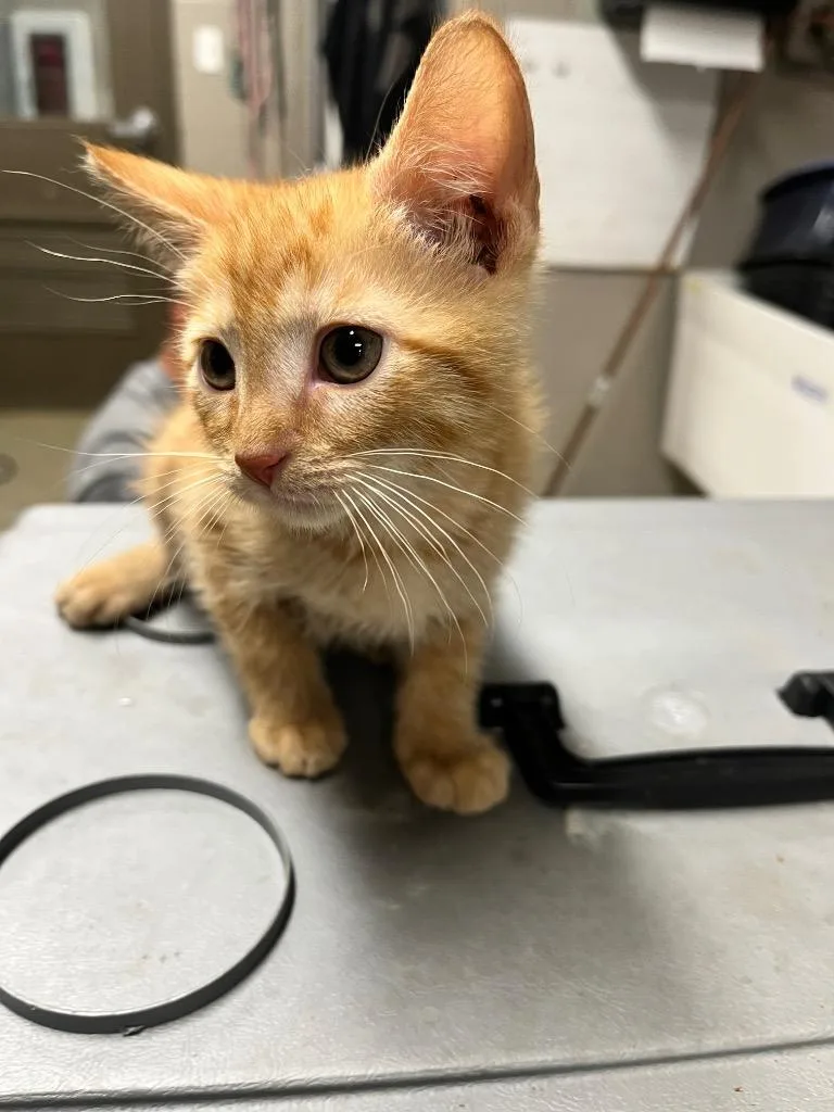 A baby small-sized male Domestic Short Hair cat named Robo for adoption in Hopkinsville, KY