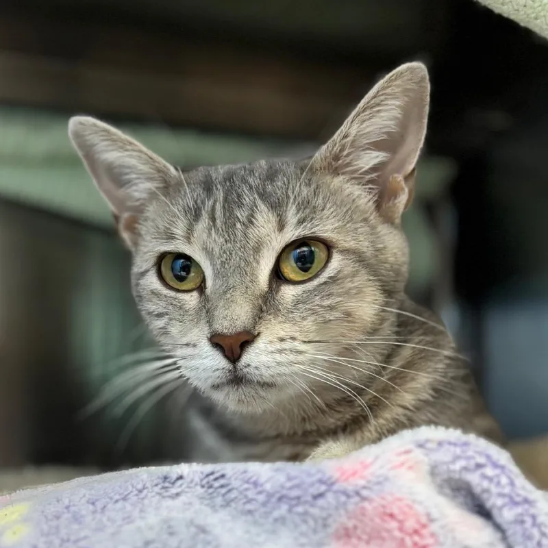 A young medium-sized female Gray / Blue / Silver Domestic Short Hair cat named Alma for adoption in Nashville, IN