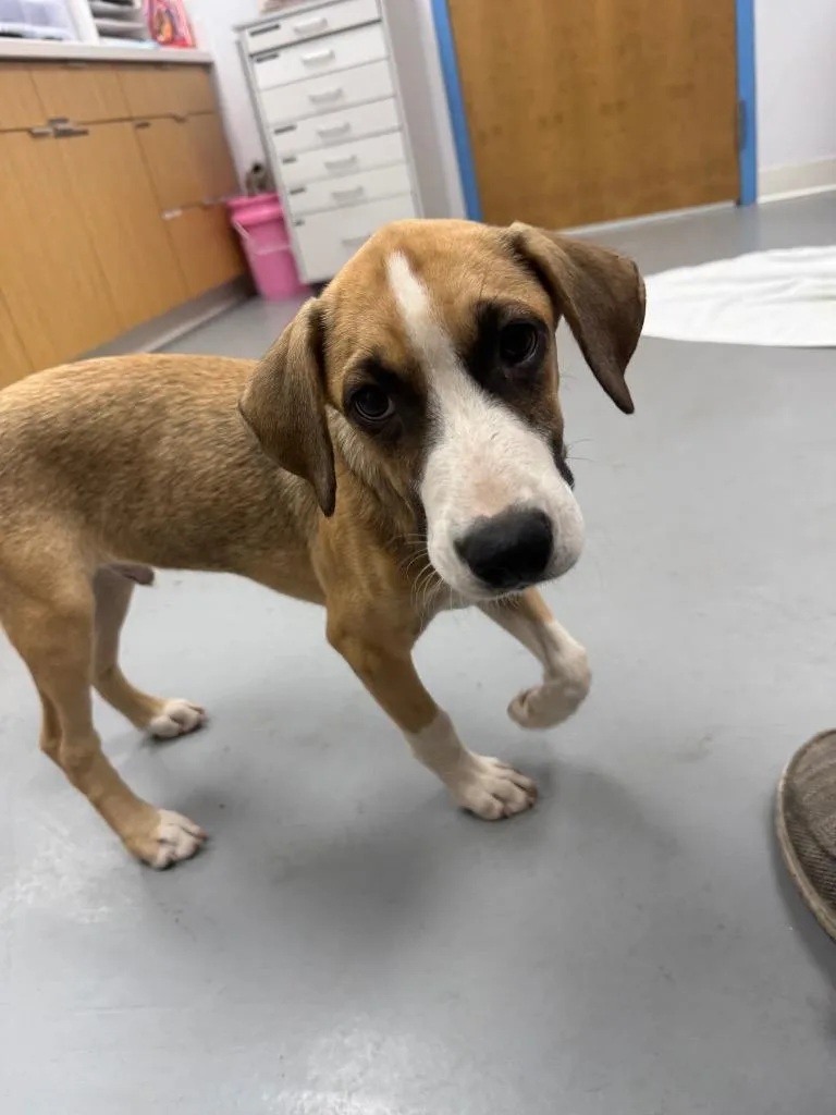 A baby medium-sized male Hound dog named Shiloh for adoption in Hartsville, SC