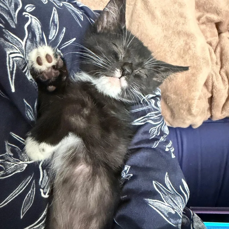 A baby small-sized female Black Domestic Short Hair cat named Misha for adoption in Los Angeles, CA