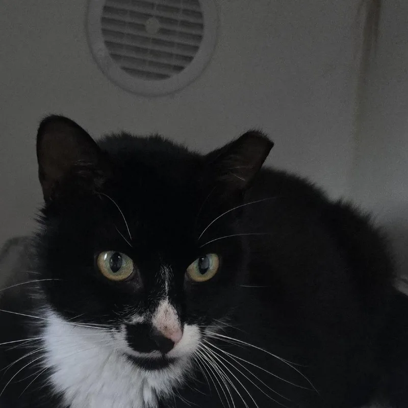 An adult medium-sized male Black Domestic Medium Hair cat named Humphrey Bogart for adoption in Dearborn, MI