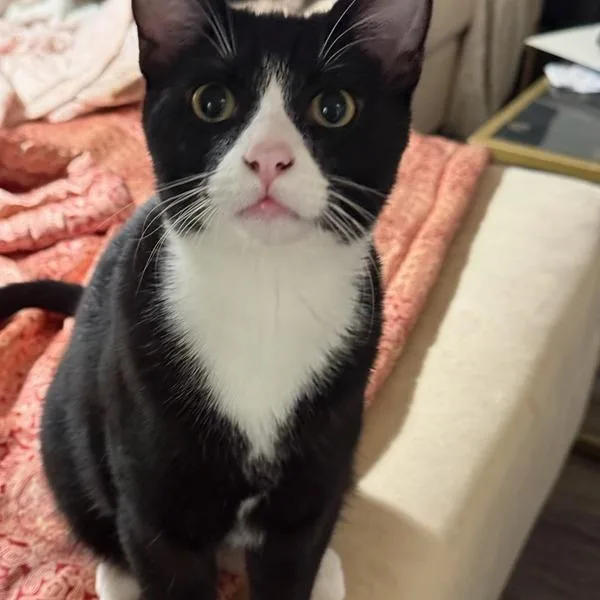 A young large-sized male Black & White / Tuxedo Domestic Short Hair cat named Ricky for adoption in Woodland Hills, CA