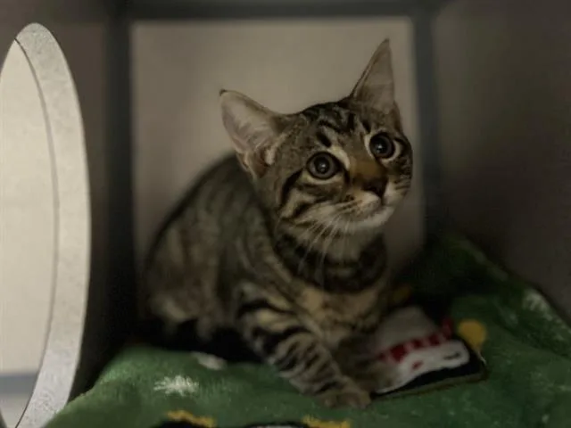 A baby small-sized female Domestic Short Hair cat named Zarrah for adoption in Aliquippa, PA