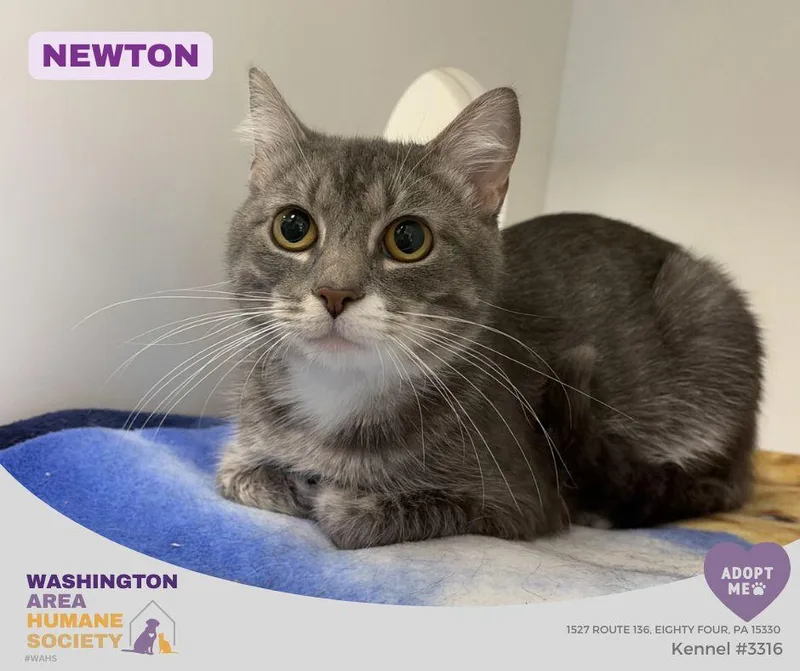 An adult medium-sized male Tabby (Gray / Blue / Silver) Domestic Short Hair cat named Newton for adoption in Eighty Four, PA