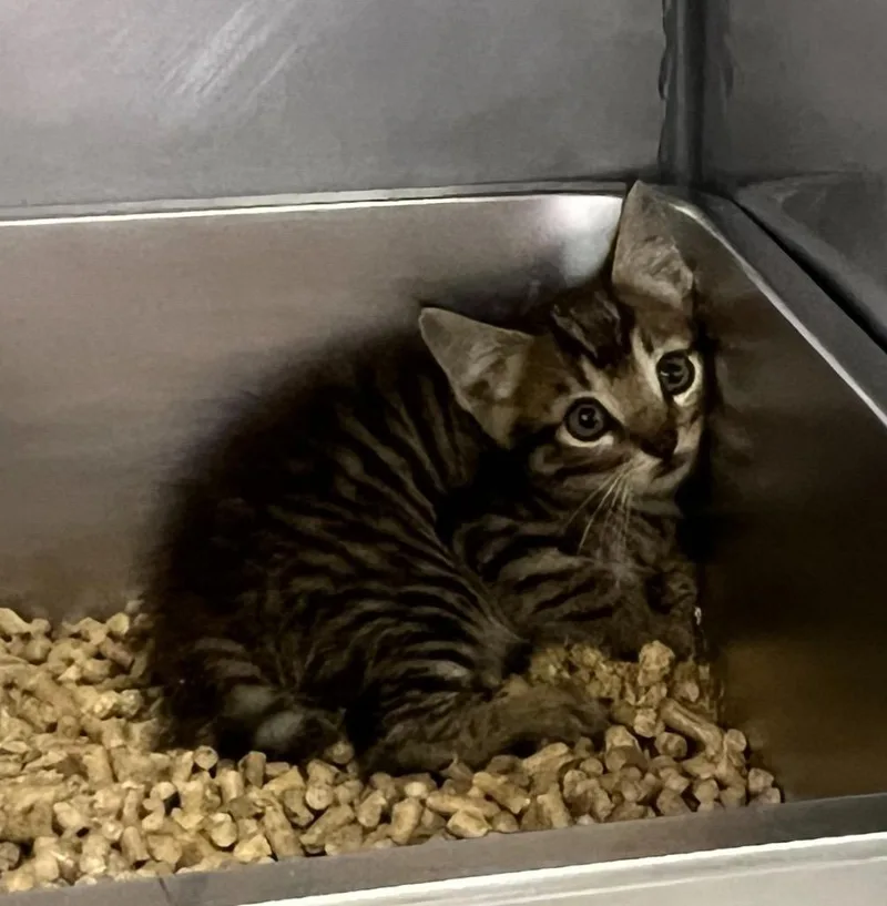 A baby small-sized male Domestic Short Hair cat named Bonzai for adoption in Murray, KY