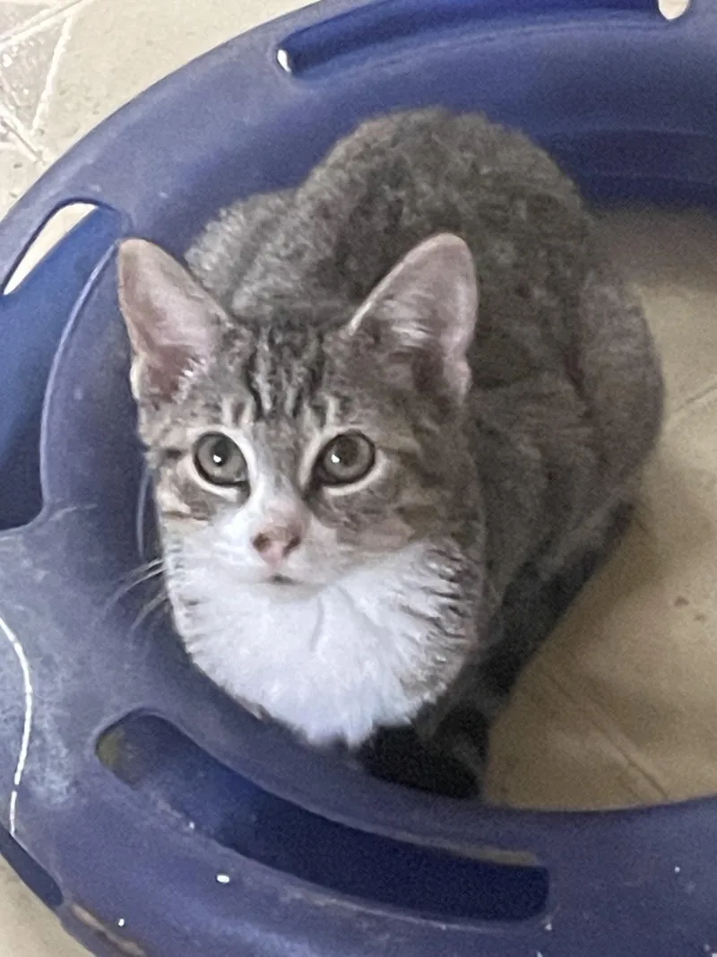 A baby small-sized female Tabby (Gray / Blue / Silver) Domestic Short Hair cat named Sarah for adoption in Troy, NY