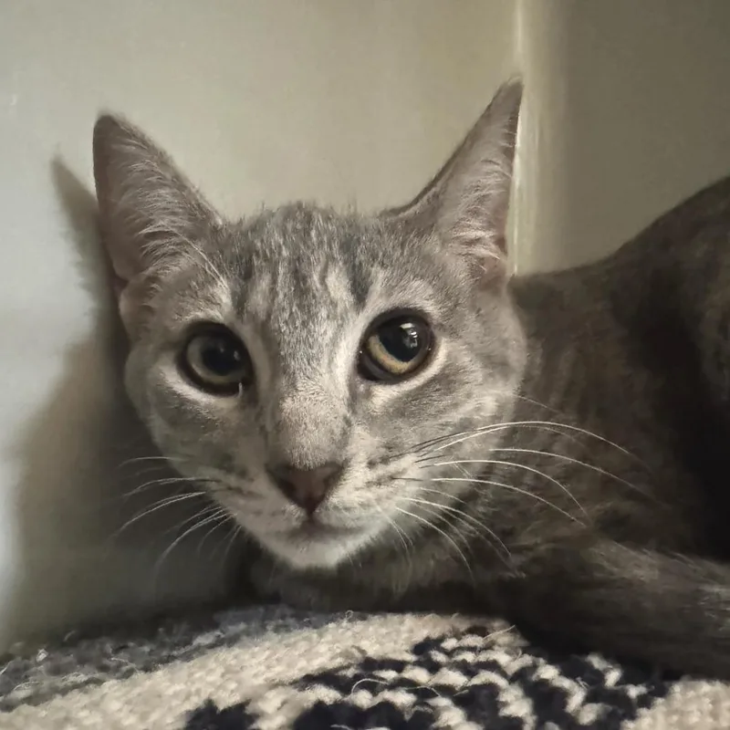 A baby small-sized female Gray / Blue / Silver Domestic Short Hair cat named Luna for adoption in Saint Charles, MO