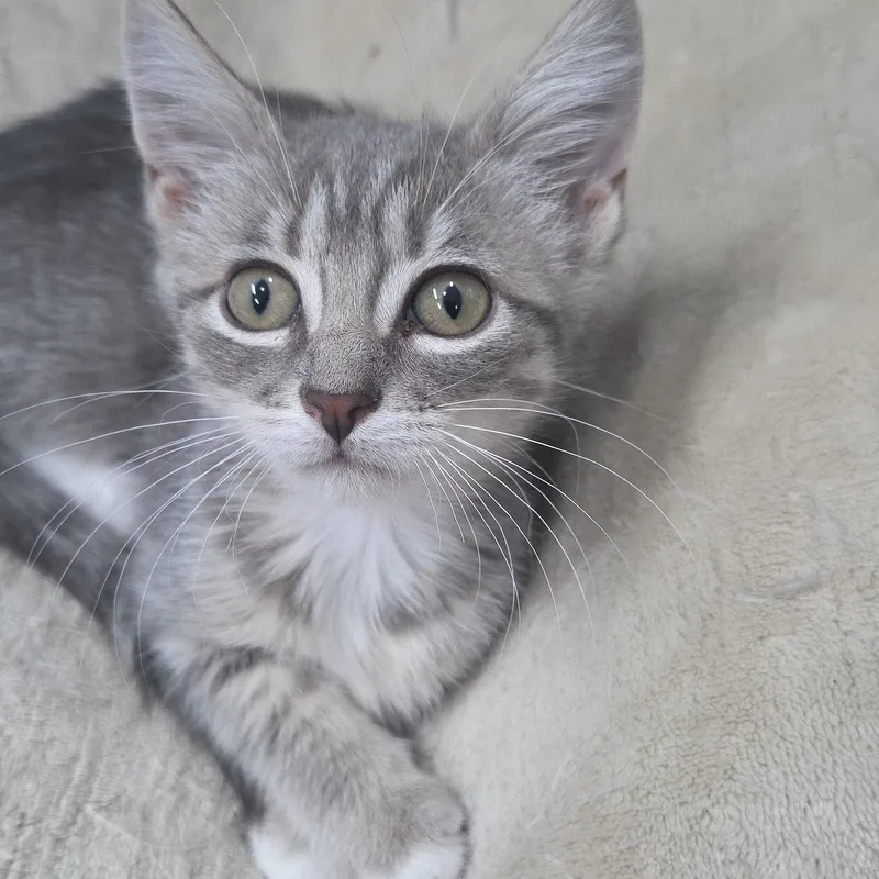 A baby medium-sized female Gray & White Domestic Short Hair cat named Gypsy Danger MS for adoption in Schertz, TX