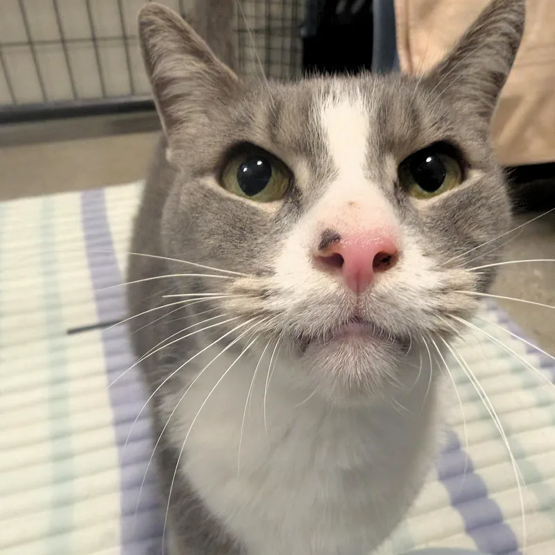 An adult medium-sized male Domestic Short Hair cat named Lentil for adoption in Columbus, OH