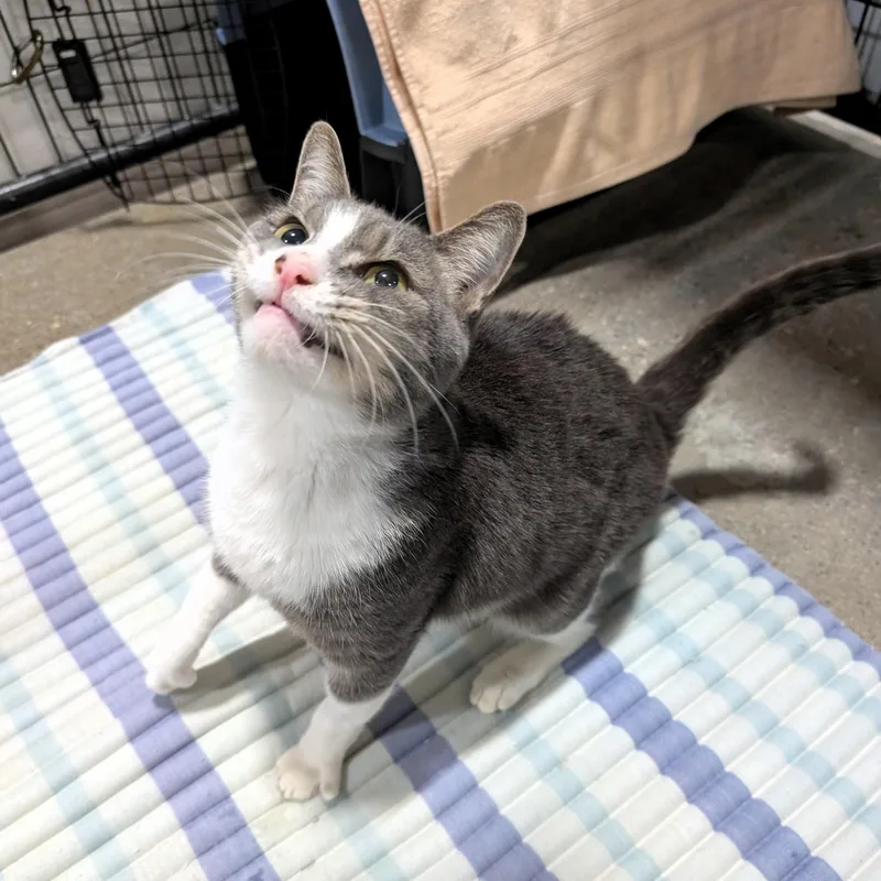 Lentil thumbnail 3