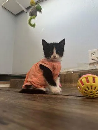 Merlot thumbnail 2