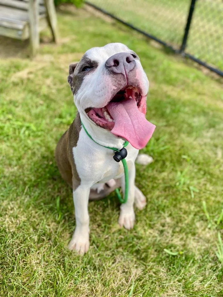 A young medium-sized male Terrier dog named Pork for adoption in Wintersville, OH