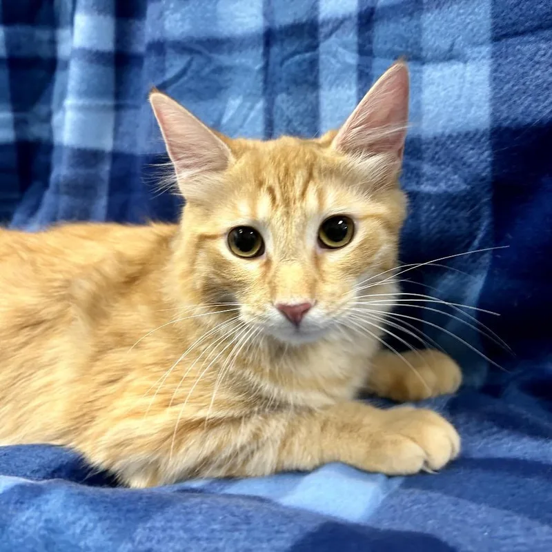 A young medium-sized male Domestic Medium Hair cat named Jack for adoption in Henderson, NV