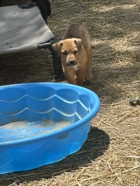 A baby medium-sized female Tricolor (Brown, Black, & White) Labrador Retriever dog named Wham for adoption in Evansville, IN